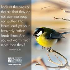 Birds Of The Air Look At The Birds Of The Air That They Do Not Sow Nor Reap Nor Gather Into Barns And Yet Your Heave Jesus Paid It All Inductive Bible Study Heavenly Father
