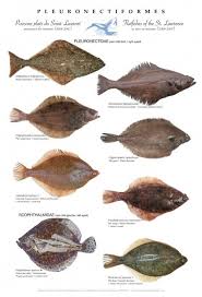 Flatfishes Of The Estuary And Gulf Of St Lawrence Marine