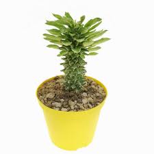 Image result for Monadenium fanshawei