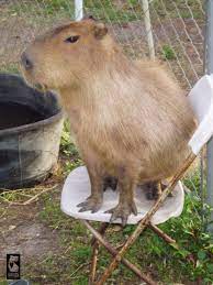 I Want A Little Capybara Friend Of My Own Capybara Funny Animals Animals