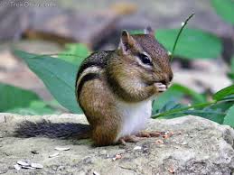 Only now he wasnt so shy. Chipmunks Eating Planting And Stockpiling Trekohio