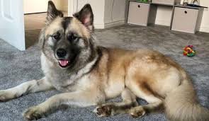 The akita australian shepherd mix, is a mixed breed dog resulting from breeding the australian shepherd and the akita. Out Of 43 German Shepherd Mixes Which Is The One For You K9 Web