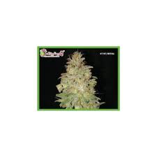 Check spelling or type a new query. Dr Krippling Chocolate Orange Auto Fast Finishes Smooth Taste