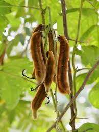 Image result for Mucuna glabrialata