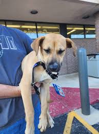 REUNITED: parents found! The girls (Sammy and Freckles) will be taken home  today. And the parents were found via microchip! FOUND 1/31 @ 3 pm: 2 girls  running around