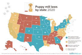 If you follow us on social media you will see many of the dogs that have been rescued through the team. The Most Pet Friendly States In America Safewise