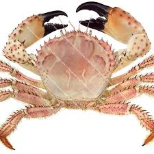 Image result for Hippocratea ritschardii