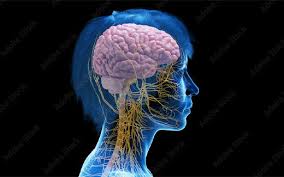 Image result for Sympathetic Nervous System
