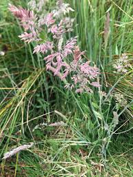 Image result for Holcus