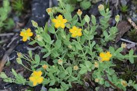 Image result for Hypericum humbertii