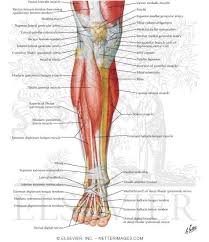 Bones, muscles, tendons and ligaments anatomy drawings rebdrawings $ 3.63. Muscles Of Leg Superificial Dissection Anterior View