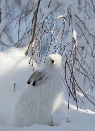 Bildresultat för animales de invierno