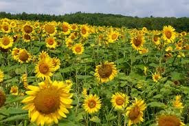 Salah satunya bunga matahari merah red sun dan velvet queen. Kebun Bunga Matahari Hokuryu Di Hokkaido Tempat Wisata Di Hokkaido Jalan Jalan Ke Jepang