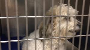 Residents going to a shelter need to take their own supplies, some of which may be found in your disaster supply kit: Animal Ordinance Overhaul Sparks Controversy