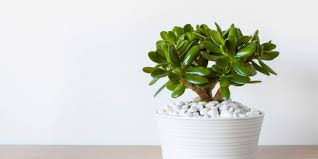 Its appearance is bushy, which is. How To Bonsai A Jade Plant Feng Shui Garden Mega