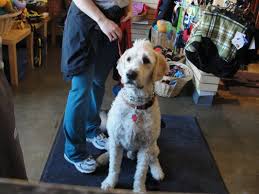 Carrie found a passion and pursued a career as a veterinary. Best Dog Groomers In Los Angeles Cbs Los Angeles