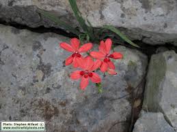 Image result for Freesia laxa