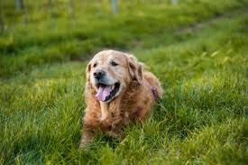Find golden retriever puppies and dogs for adoption today! Golden Retriever Breeders In Indiana Breeder Review