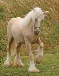 Horses Pictures Page 2 Of 33 Cutest Paw Horses Palomino Horse Beautiful Horses