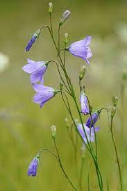 Harebell Campanula Rotundifolia Prairie Nursery Native Plants Campanula Flowers Plants Native Plants