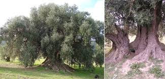 Epingle Sur Les Oliviers Olive Trees