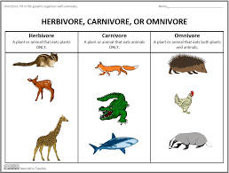 Some others are scavengers and will eat dead matter. Herbivore Carnivore Or Omnivore Graphic Organizers By Innovative Teacher This Graphic Organ Graphic Organizers Elementary Science Activities Science Lessons