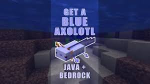 Consider subscribing and drop a. How To Get A Blue Axolotl Minecraft 1 17 Java Bedrock Shorts Youtube