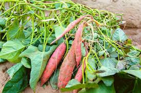 How Many Sweet Potatoes Per Plant Gardening Dream