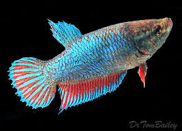 Premium Unique Female Betta Fish 1 To 1 2 Long Betta Fish Betta Fish