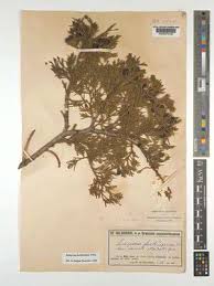 Image result for Selaginella vanderystii