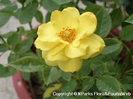 Image result for Rosa sp.