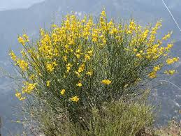 Image result for Spartium