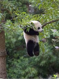 What does hanging on for dear life expression mean? Hanging On For Dear Life Newman S Legacy Leadership Blog