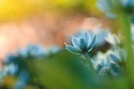 Light up flowers the range. Close Range Hd Wallpapers Free Download Wallpaperbetter