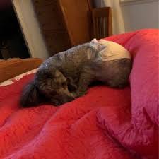 Maybe you would like to learn more about one of these? Lisa S Pet Styles 42 Photos 33 Reviews Pet Groomers 420 E Olive Ave Turlock Ca United States Phone Number