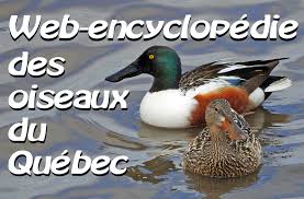 Web Encyclopedie Des Oiseaux Du Quebec Go Oiseaux