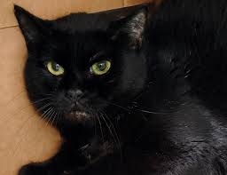 We did not find results for: Emergency Surgery Saved Priya S Life Animal Rescue League Of Iowa