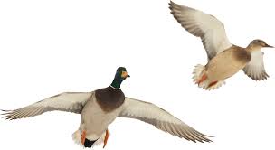 Duck hunting high quality wallpapers download free for pc, only high definition wallpapers and pictures. Download Hd Duck Hunting Wallpaper Ducks Flying In Png Transparent Png Image Nicepng Com