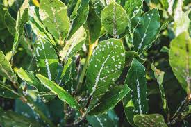 Image result for scale on plant