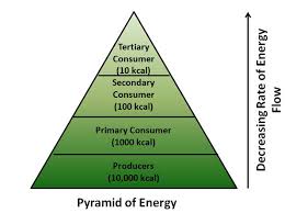 Ecological Pyramid Definition Number Biomass Energy