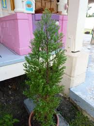 Image result for Cupressaceae