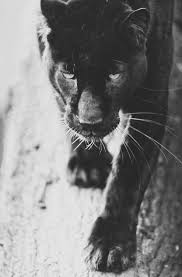 Black And White Photos Of Wild Animals Black Panther Photography Black And White Animals Animal Panthers Wild Animals Animals Beautiful Animals Wild Animals