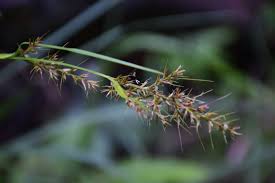 Image result for Scleria