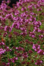 Deshalb ist thymian perfekt zum würzen von mediterranen gerichten geeignet. Thymian Gruner Zitronenthymian Thymus Citriodorus Gartnerei Online Krauterversand Evi Gampl