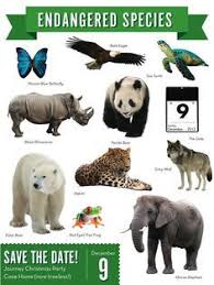Endangered Rare Animals And Weird Creatures On Pinterest Endangered Animals Endangered Animals List Endangered Animals Activities