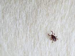 Water the product into the area after applying. 2021 Cost To Exterminate Fleas Flea Pest Control Cost