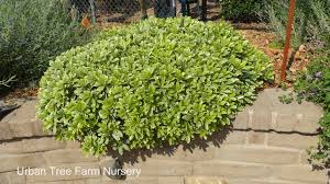 Image result for Cremaspora triflora