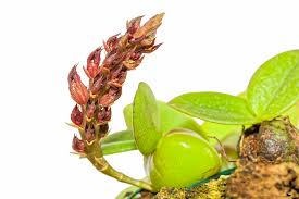 Image result for Bulbophyllum elliotii