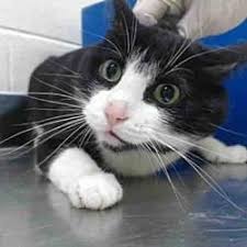 We at oc animal care love all breeds of dog. Pet Card Kitten Adoption Cat Adoption Pets