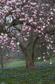 63 Lovely Flowering Tree Ideas For Your Home Yard Flowering Trees Magnolia Trees Japanese Magnolia Tree
